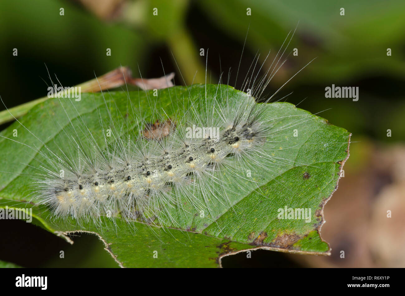 Fall Webworm Moth, Hyphantria cunea Foto Stock