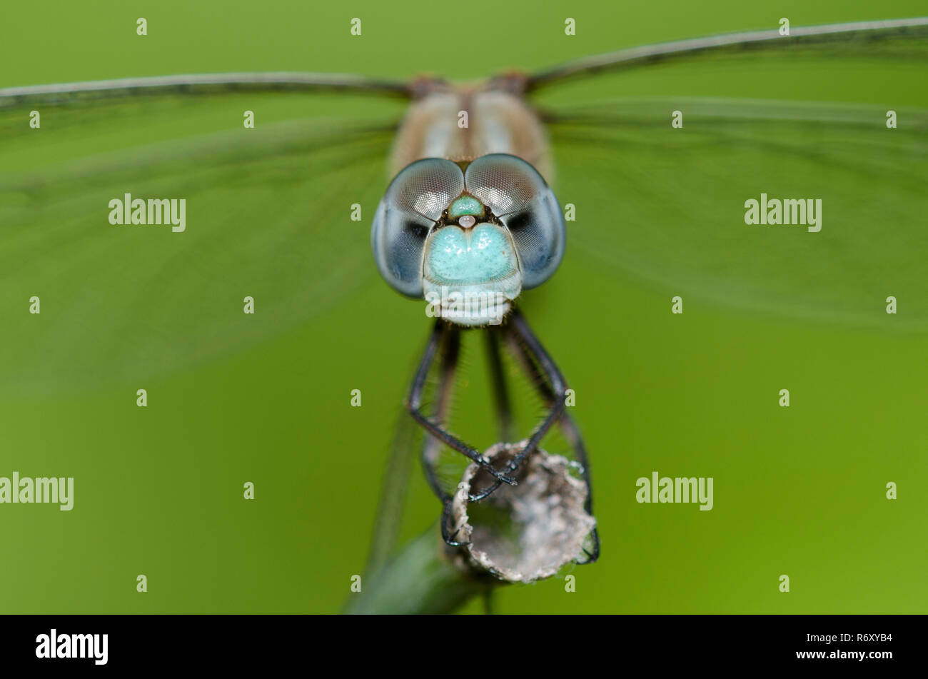 Blu-di fronte Meadowhawk, Sympetrum ambiguum Foto Stock