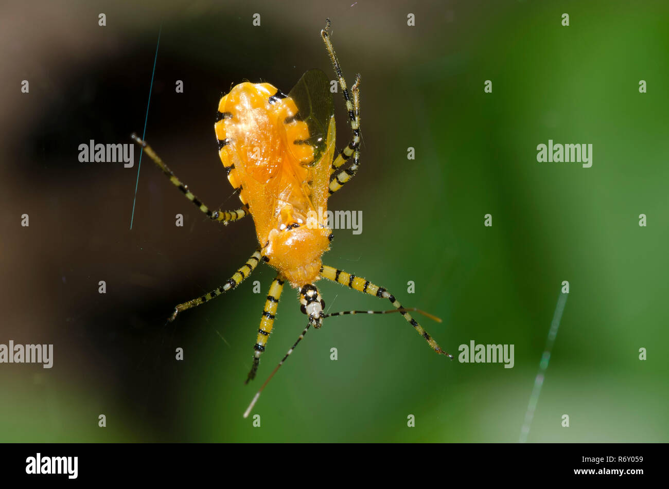 Assassin Bug, Pselliopus barberi, catturati in spider web Foto Stock