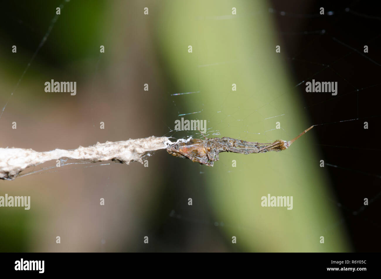 Featherlegged Spider, Uloborus sp., femmina nel web con casi di uovo Foto Stock