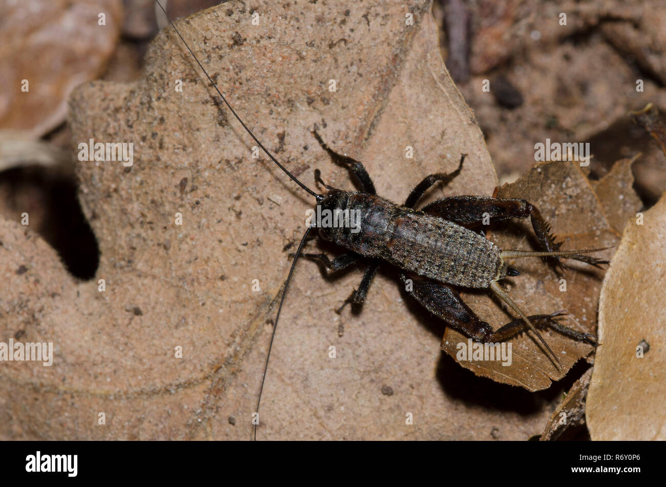 Campo da Cricket Gryllus, sp., femmina sul suolo della foresta Foto Stock