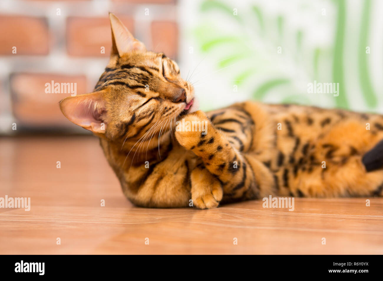 Un giovane Gatto bengala giace sul pavimento e lambisce la sua zampata con la sua linguetta sporgente. Foto Stock