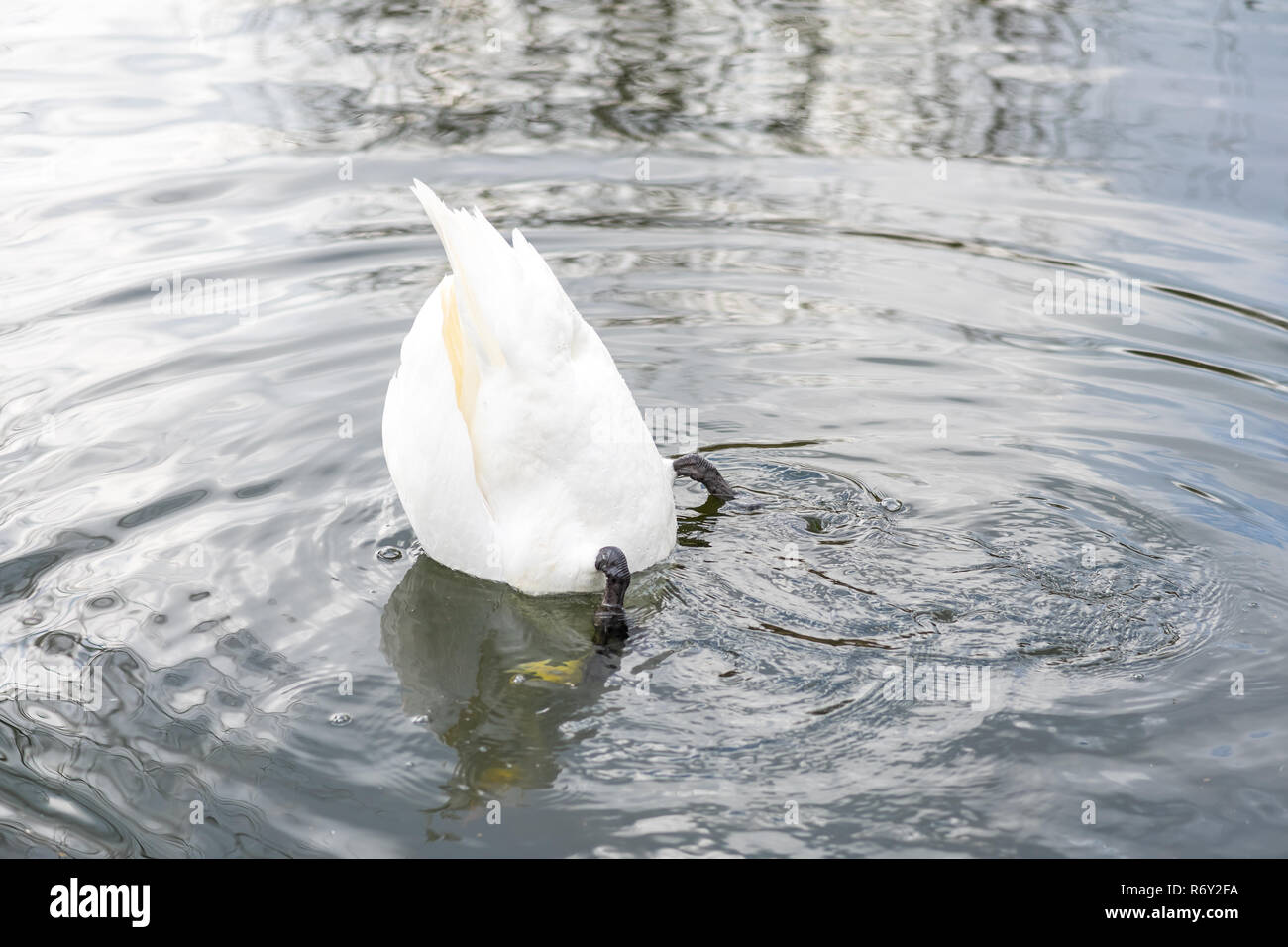 Un cigni bianchi (Cygnus olor) trovare cibo sotto l'acqua. Foto Stock