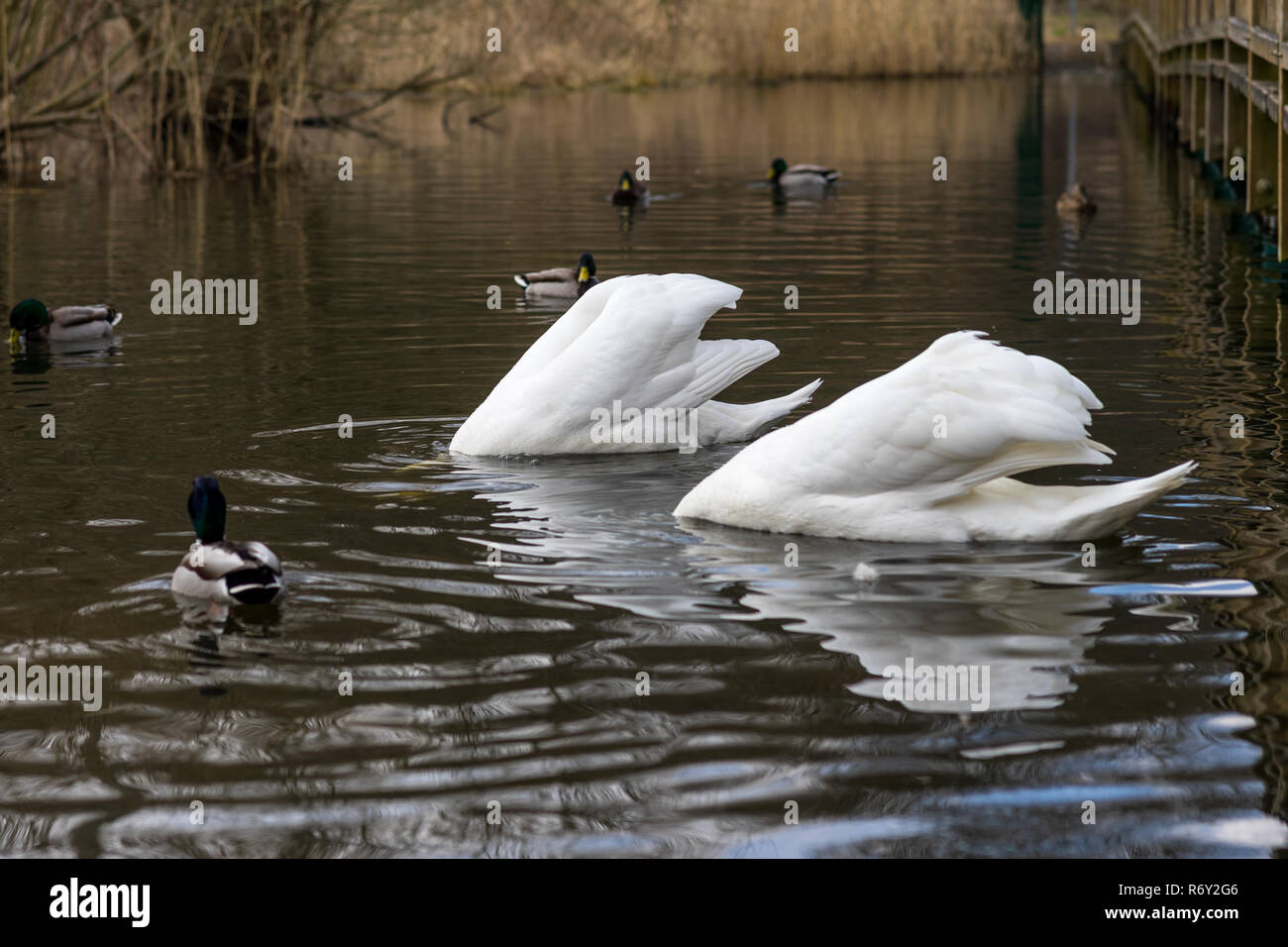 Una coppia di grazioso cigni bianchi (Cygnus olor) trovare cibo sotto l'acqua. Foto Stock
