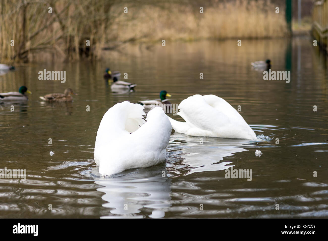 Una coppia di grazioso cigni bianchi (Cygnus olor) trovare cibo sotto l'acqua. Foto Stock