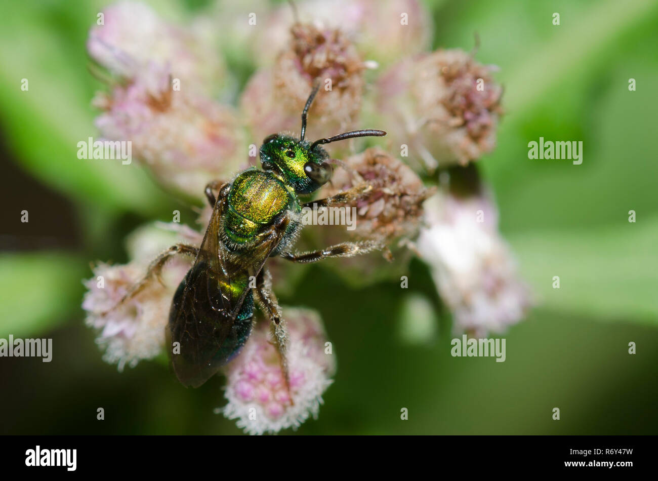 Verde puro Augochlora, Augochlora pura, un tipo di sudore bee, su Saltmarsh Fleabane, Pluchea odorata Foto Stock