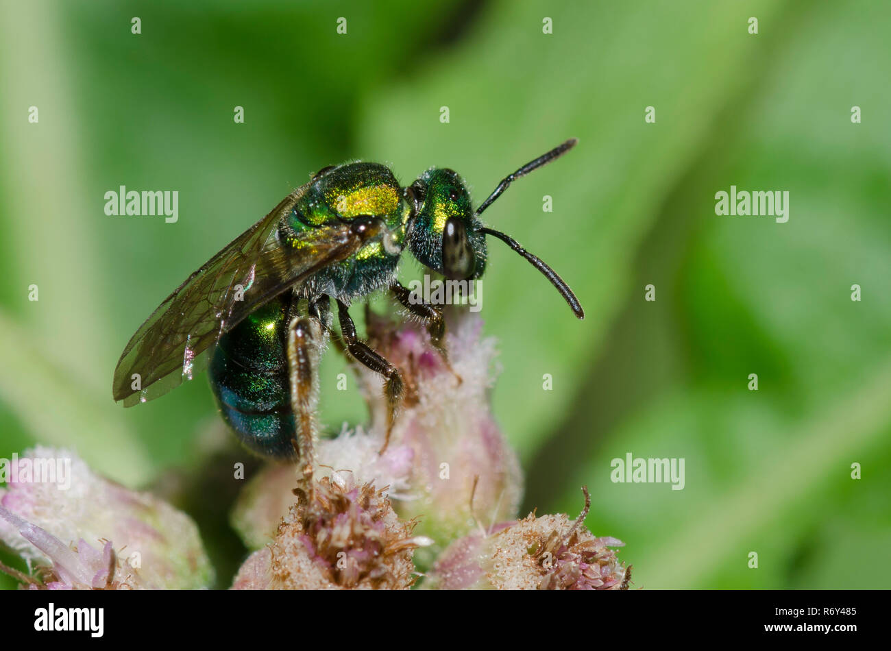 Verde puro Augochlora, Augochlora pura, un tipo di sudore bee, su Saltmarsh Fleabane, Pluchea odorata Foto Stock