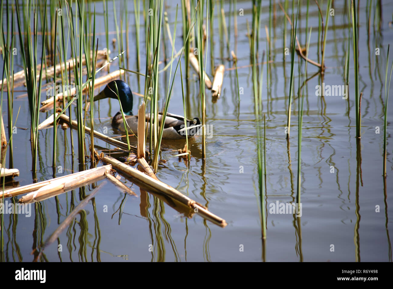 Germani reali i draghetti tra reed erba Foto Stock