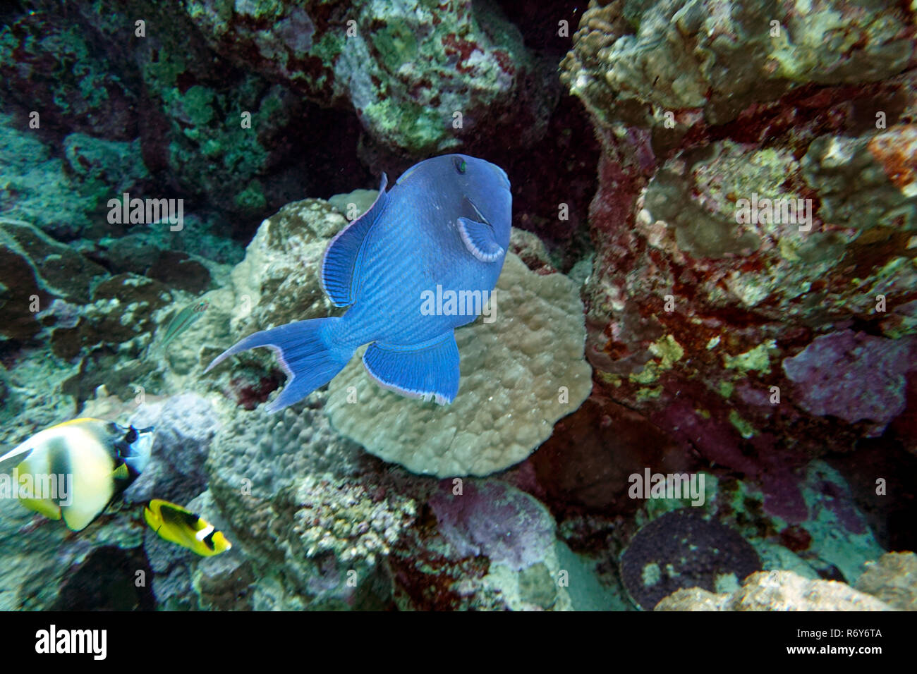A strisce blu pesci balestra (pseudobalistes fuscus) Foto Stock