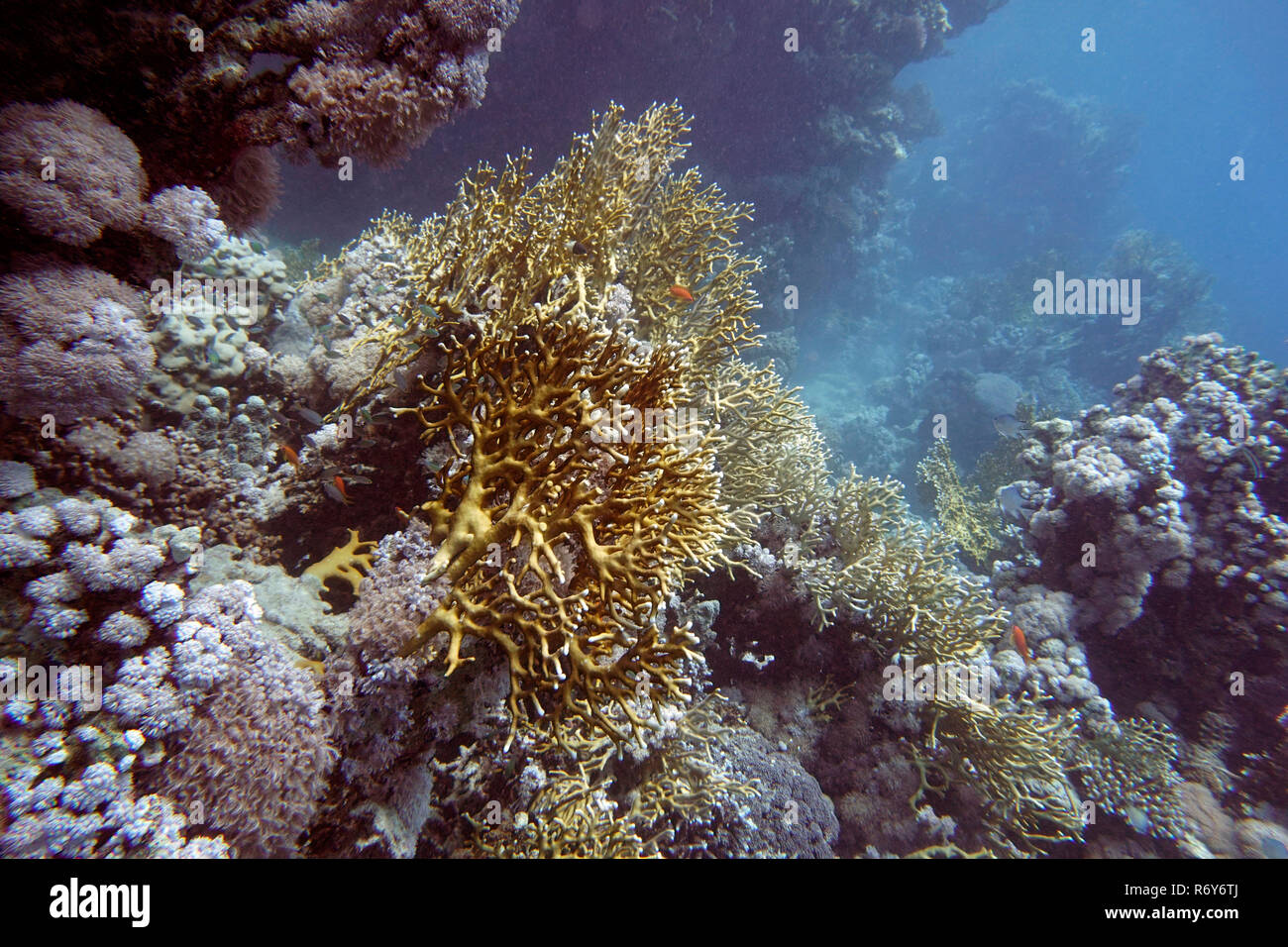Net fire coral,traliccio fire coral ((millepora dichotoma) Foto Stock