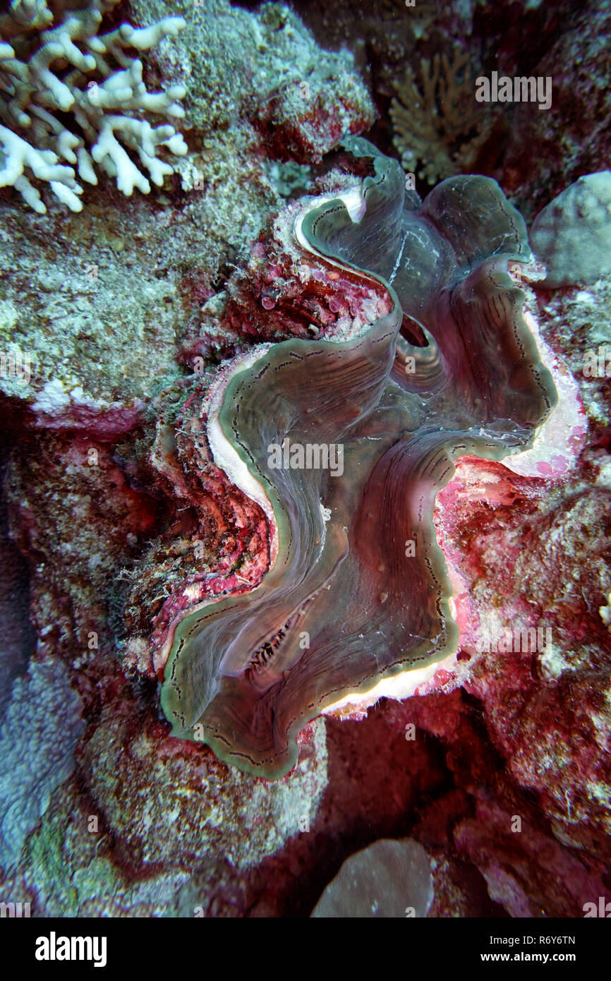 Vongola gigante,omicidio shell (tridacna spec.) Foto Stock