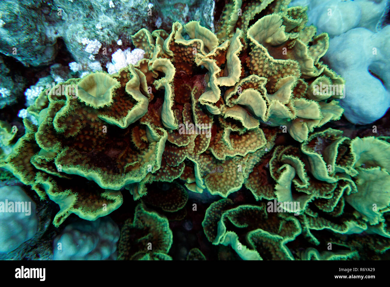 Corallo insalata (turbinaria mesenterina) Foto Stock