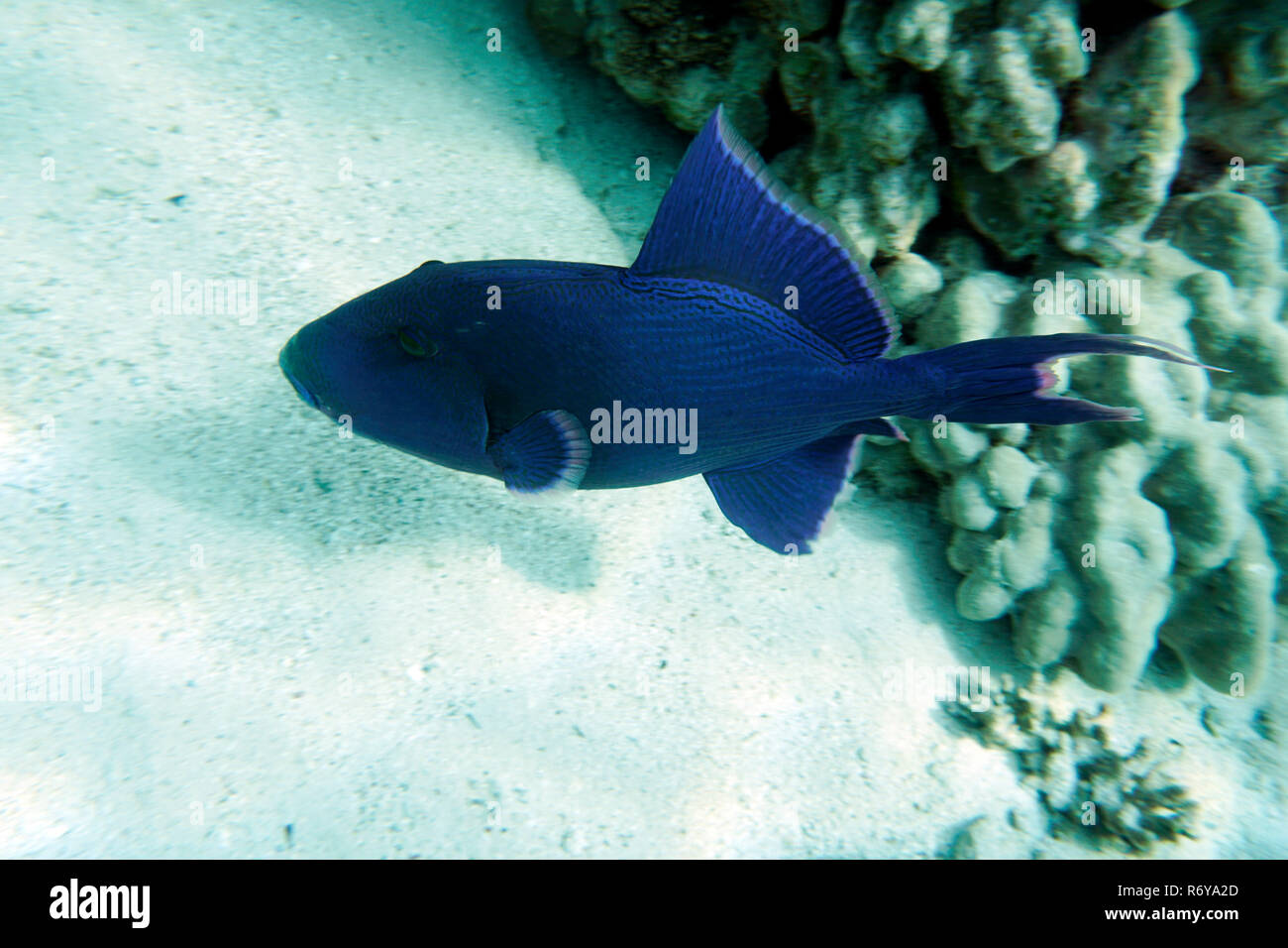 A strisce blu pesci balestra (pseudobalistes fuscus),El Quseir, Egitto Foto Stock