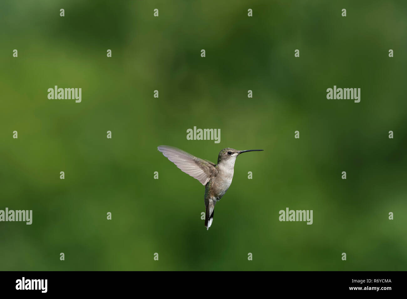 Ruby-throated Hummingbird in volo. Foto Stock