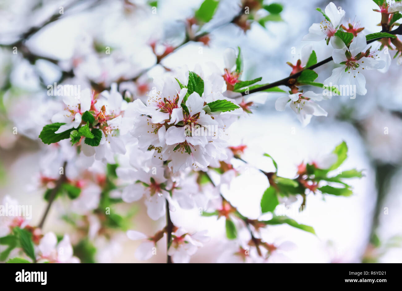 Bianco Fiori di Primavera Fiori Ciliegio Foto Stock