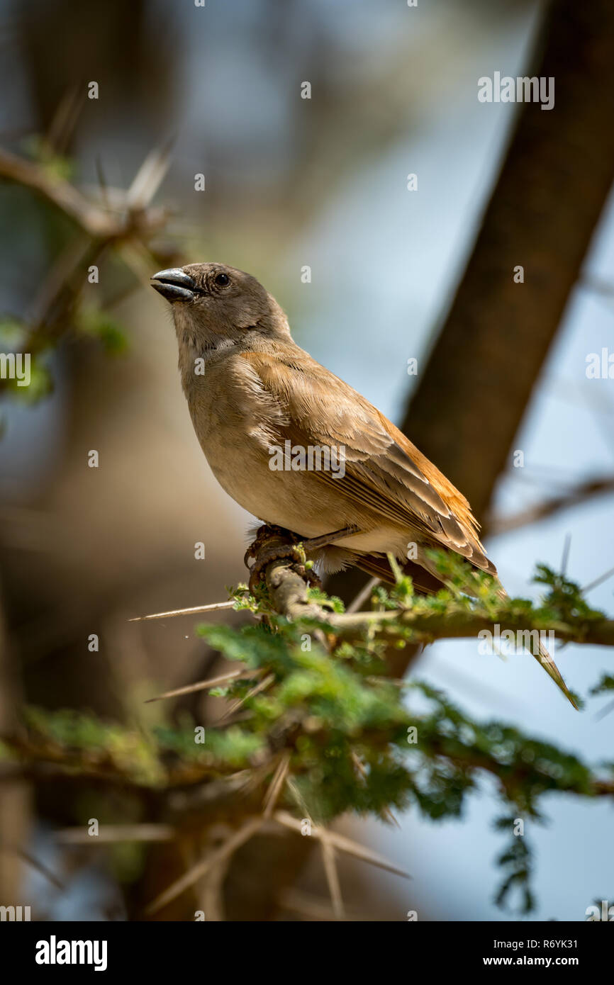 Grigio-capped social weaver bird in acacia spinosa Foto Stock