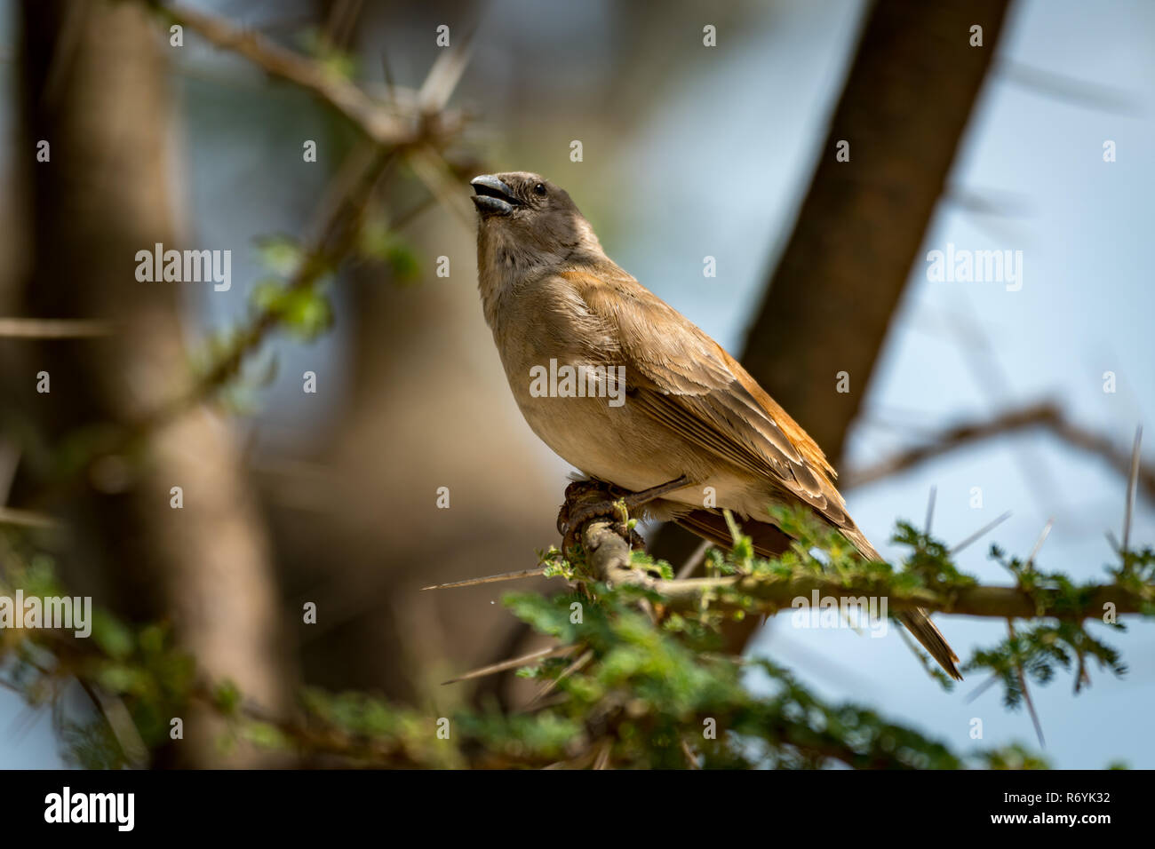 Grigio-capped tessitore sociale uccello sul ramo spinoso Foto Stock
