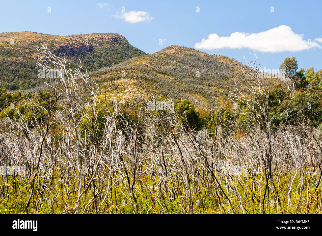 Montare William - Halls Gap Foto Stock
