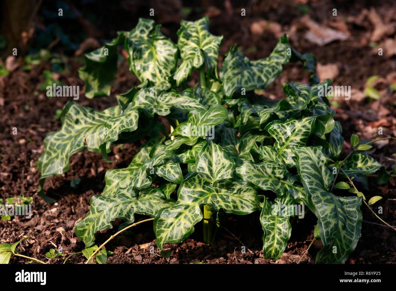 Lascia spotted arum (arum maculatum) Foto Stock