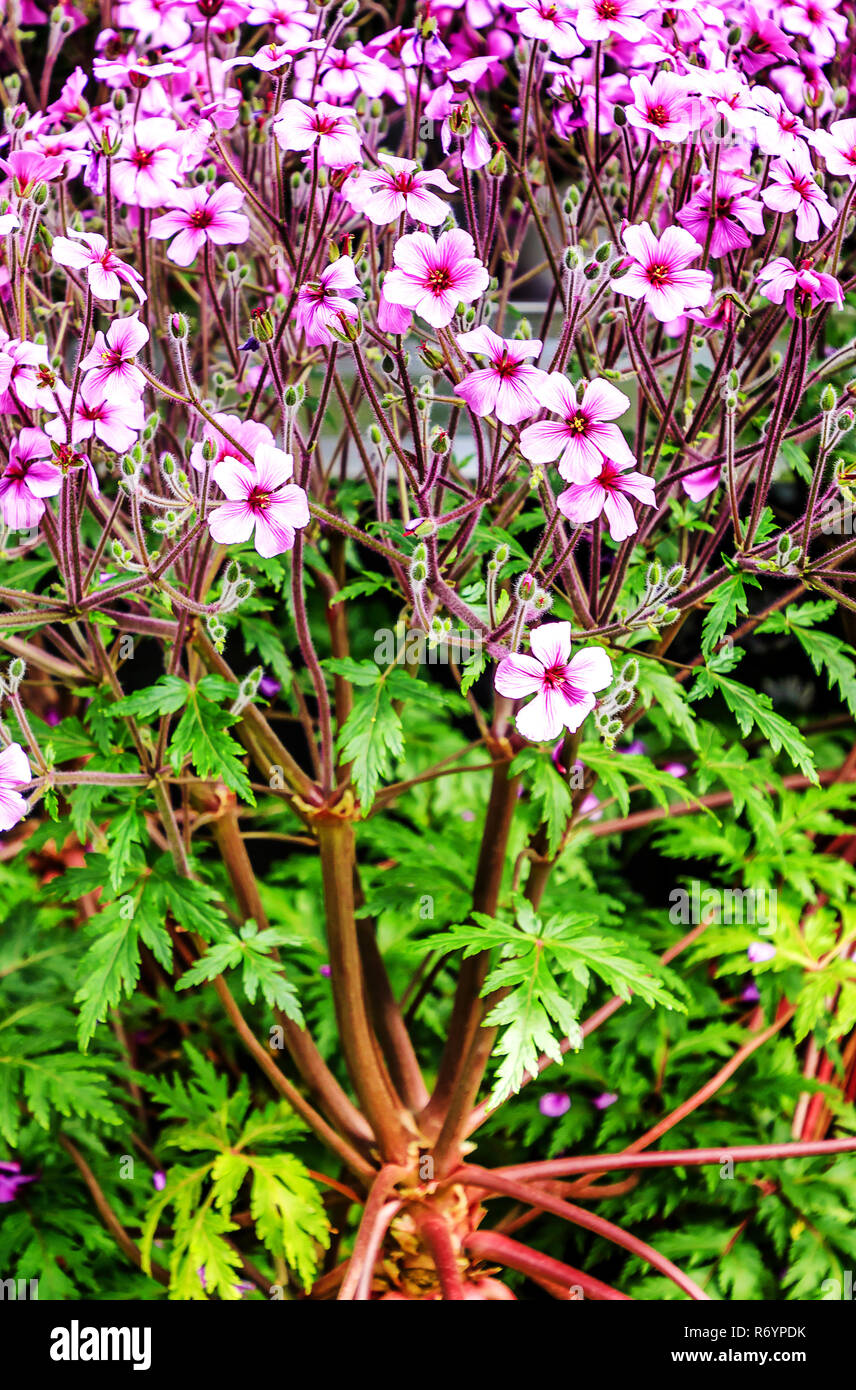 Evergreen perenne fioritura delle piante Geranium maderense, noto come erba gigante-Robert o il Madeira cranesbill, molto simile ad un piccolo albero di palma Foto Stock