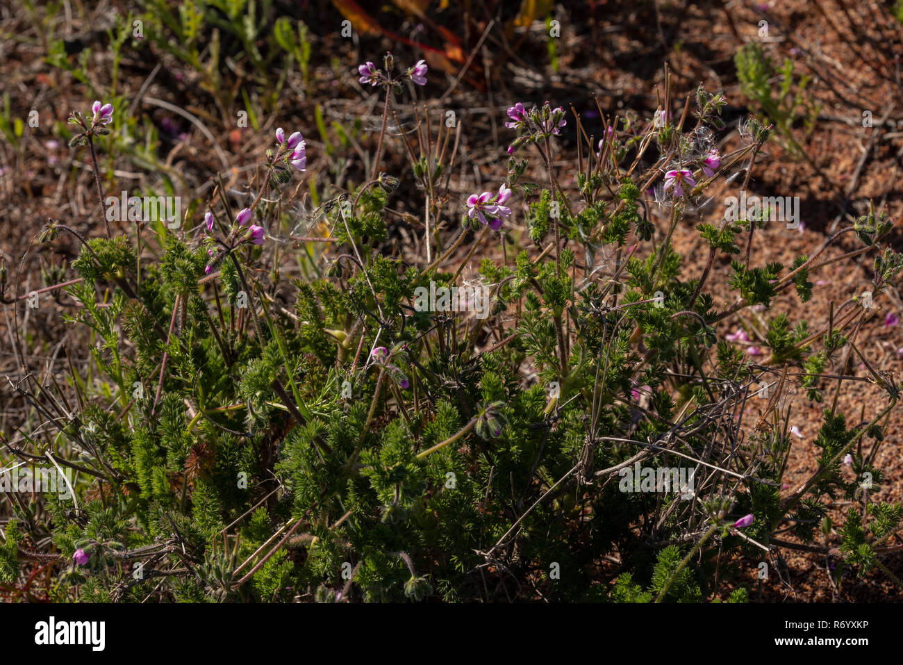 Un selvaggio Pelargonium, Pelargonium hirtum in fiore vicino al Darling, Western Cape, Sud Africa. Foto Stock