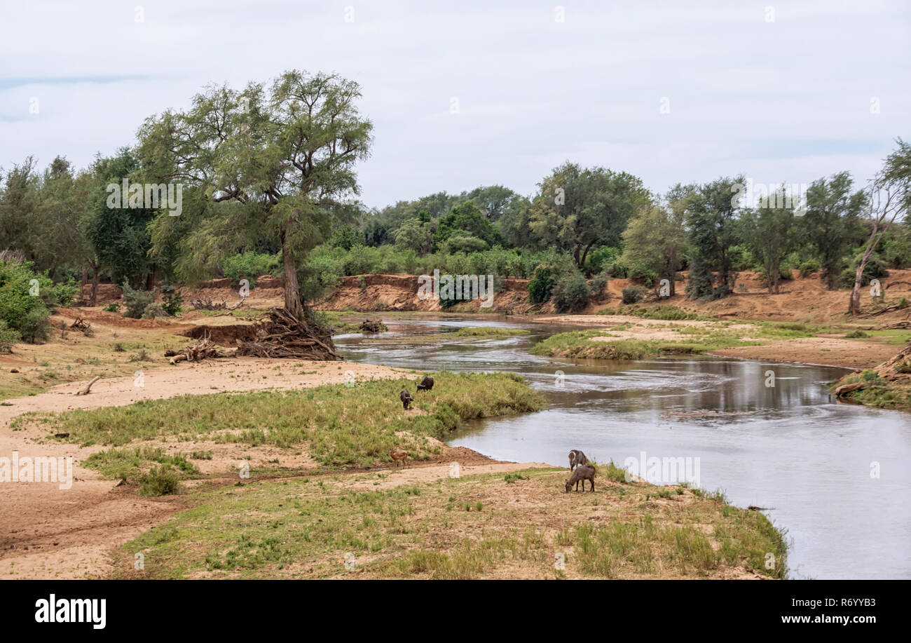 Antilope Waterbuck nel sud della savana africana Foto Stock