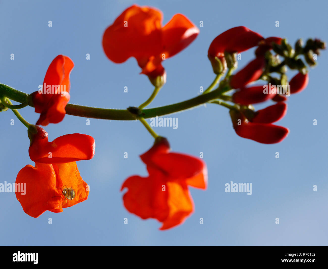 Runner bean,Phaseolus coccineus,fioritura Foto Stock