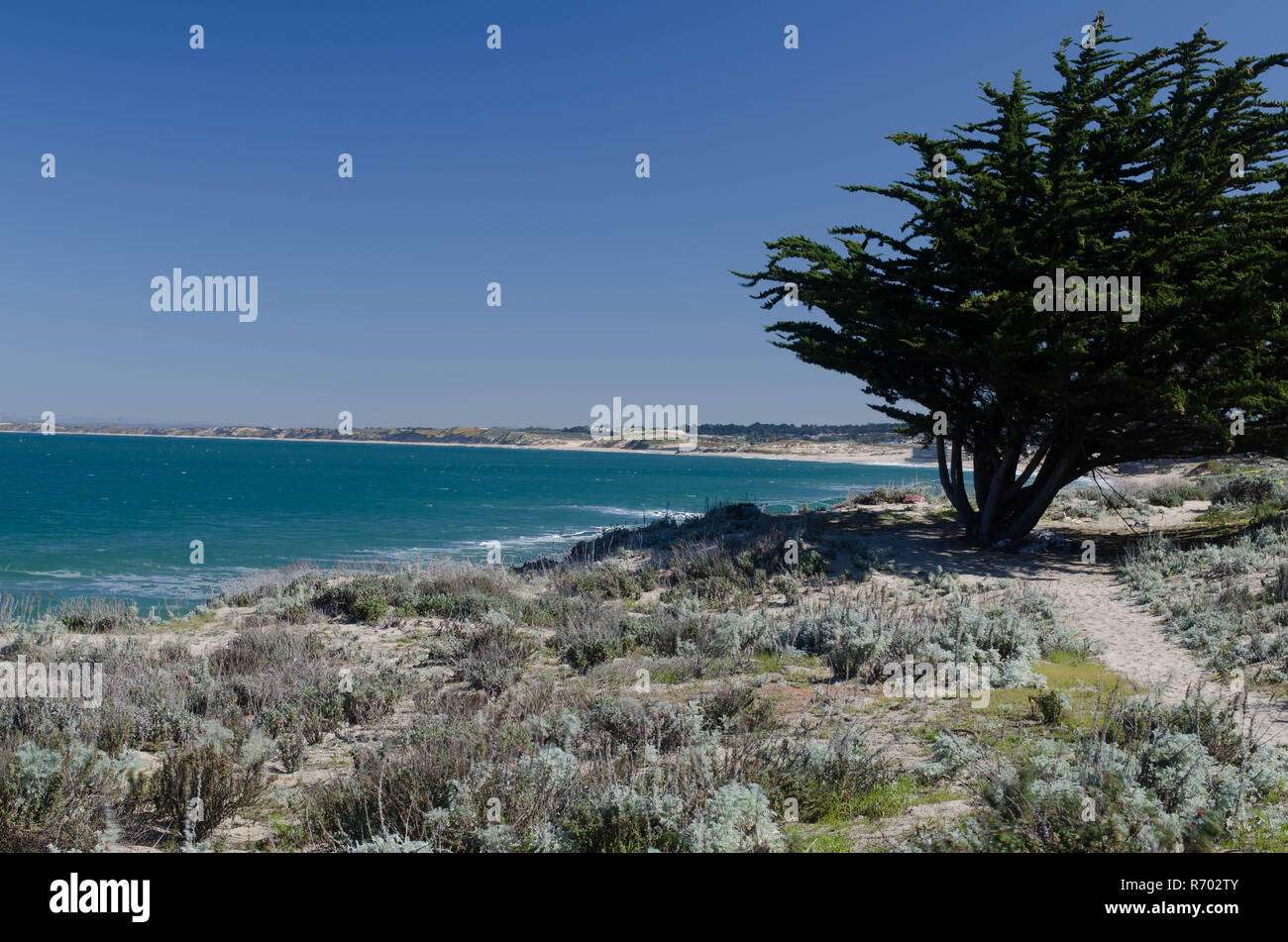 Un Lone Tree sulla spiaggia prospiciente l'Oceano Pacifico in una limpida giornata di Monterey in California Foto Stock