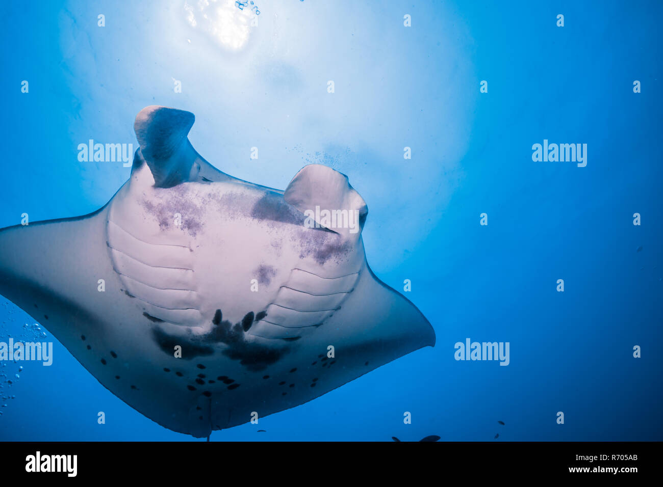 Manta ray. Vista da sotto. Nero addominale pattern sono indizi di identificazione individuale. Yap Island, Stati Federati di Micronesia. Foto Stock