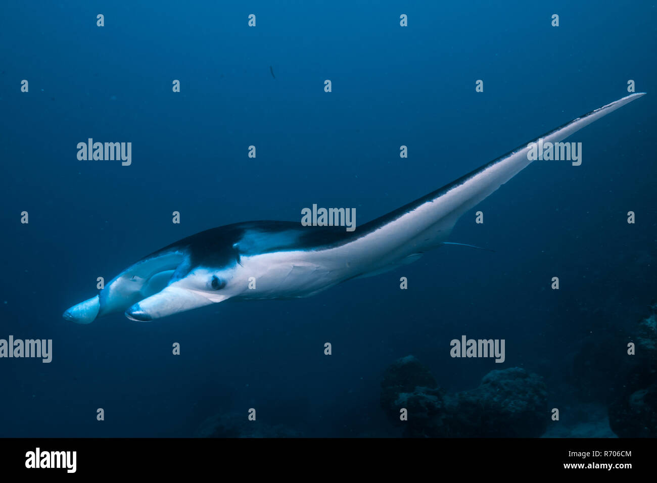 Manta ray, vista laterale. Yap Island, Stati Federati di Micronesia. Foto Stock