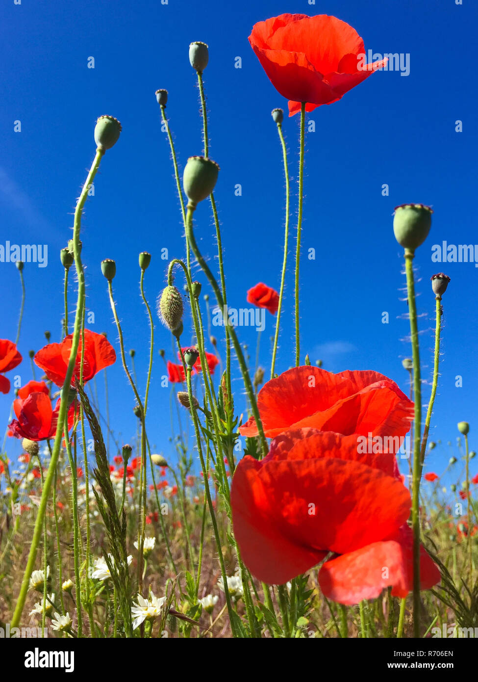 Campo papaveri sul Pizzo e cielo blu Foto Stock