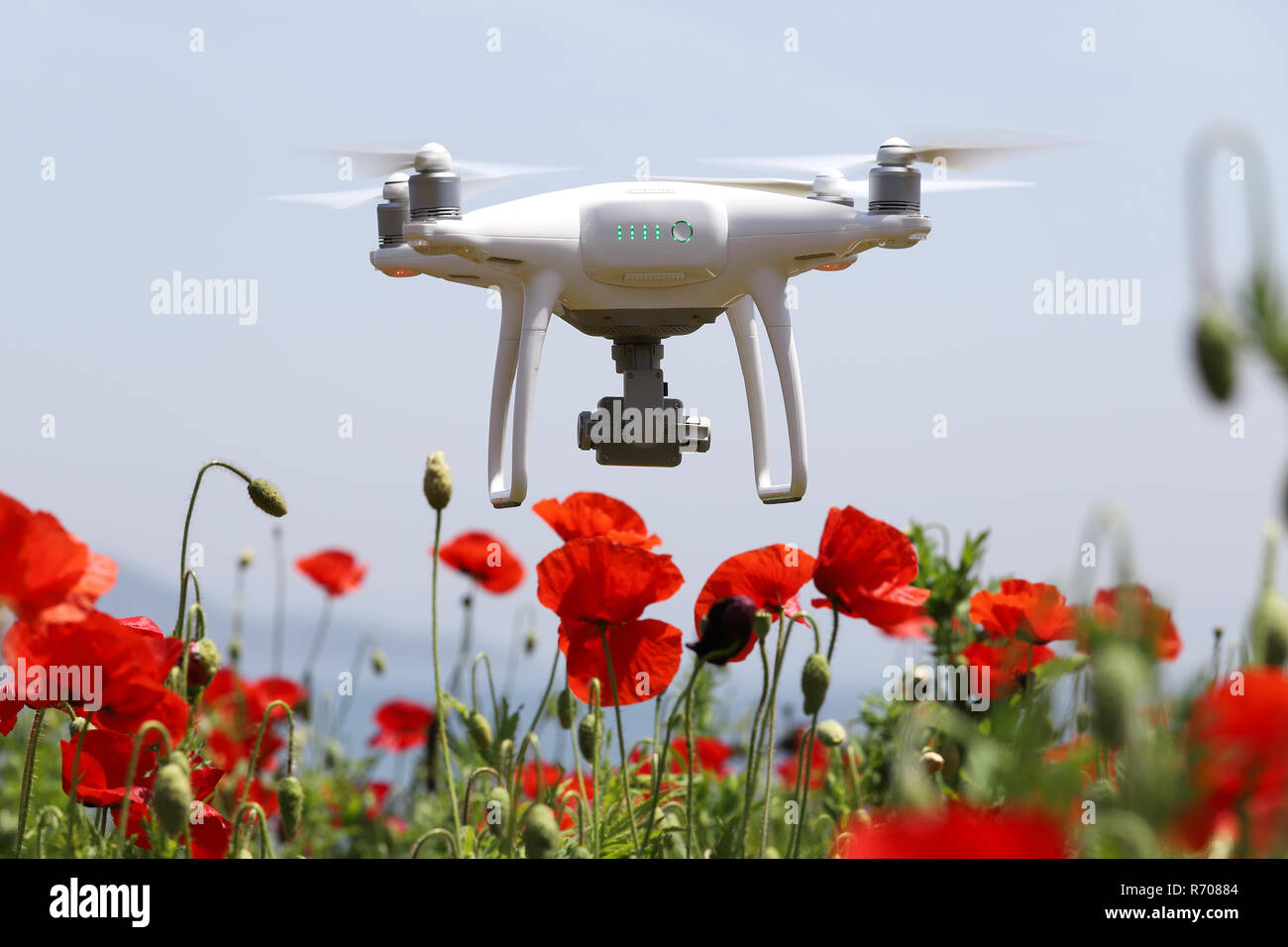 Drone volare in aria, per scattare foto e registrare filmati in rosso papavero campo Foto Stock