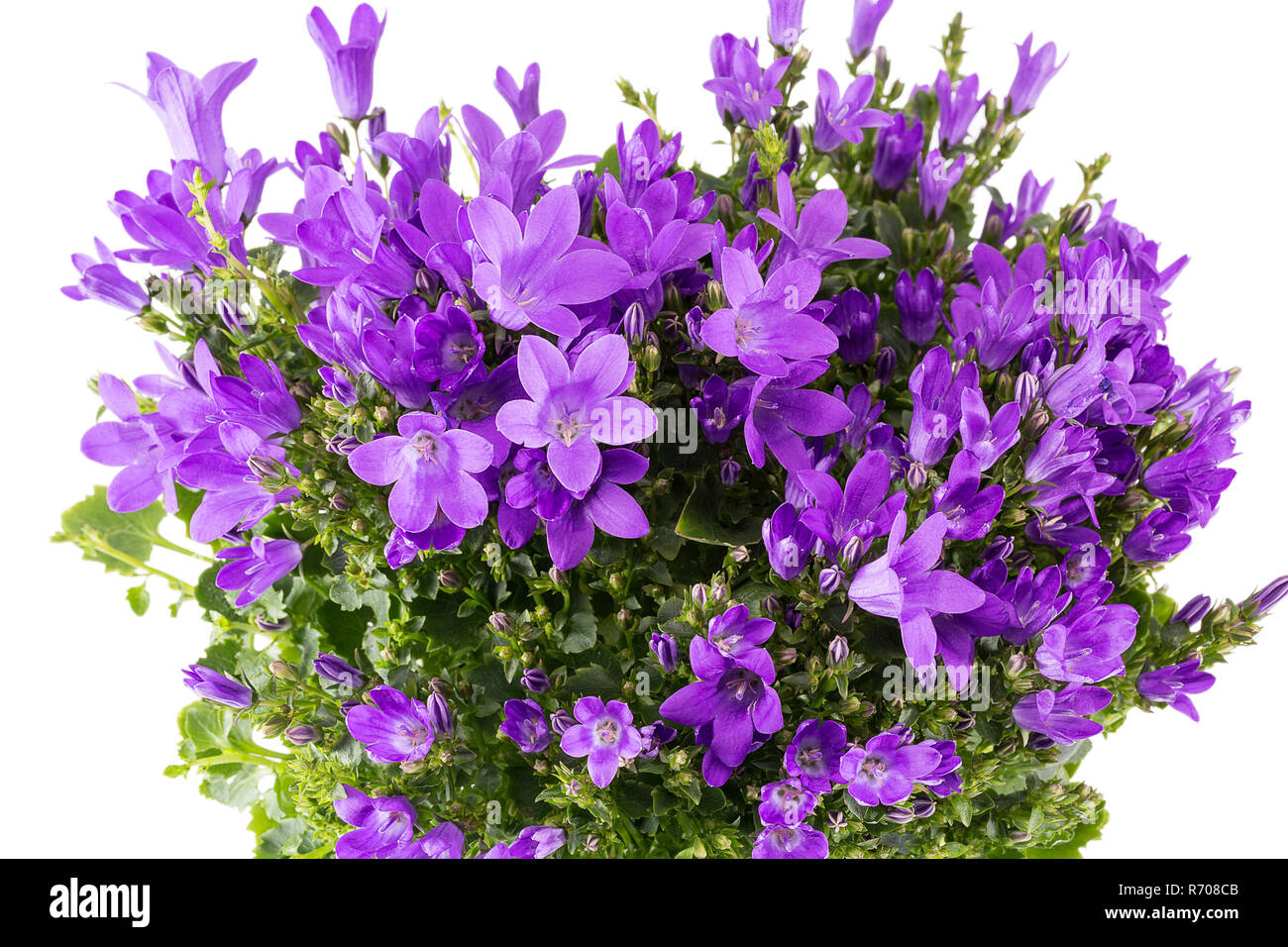 Fiori viola di fioritura la campanula (Campanula) nel vaso di fiori isolati su sfondo bianco , vicino. Foto Stock