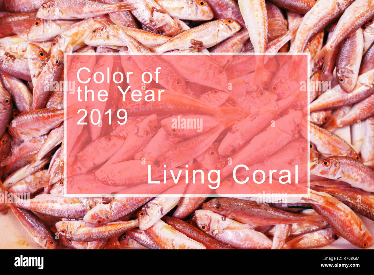 Fresco lutiano rosso pesce nel cestello nel mercato di frutti di mare. Virati al coralli viventi colore. Il colore dell'anno 2019. Foto Stock