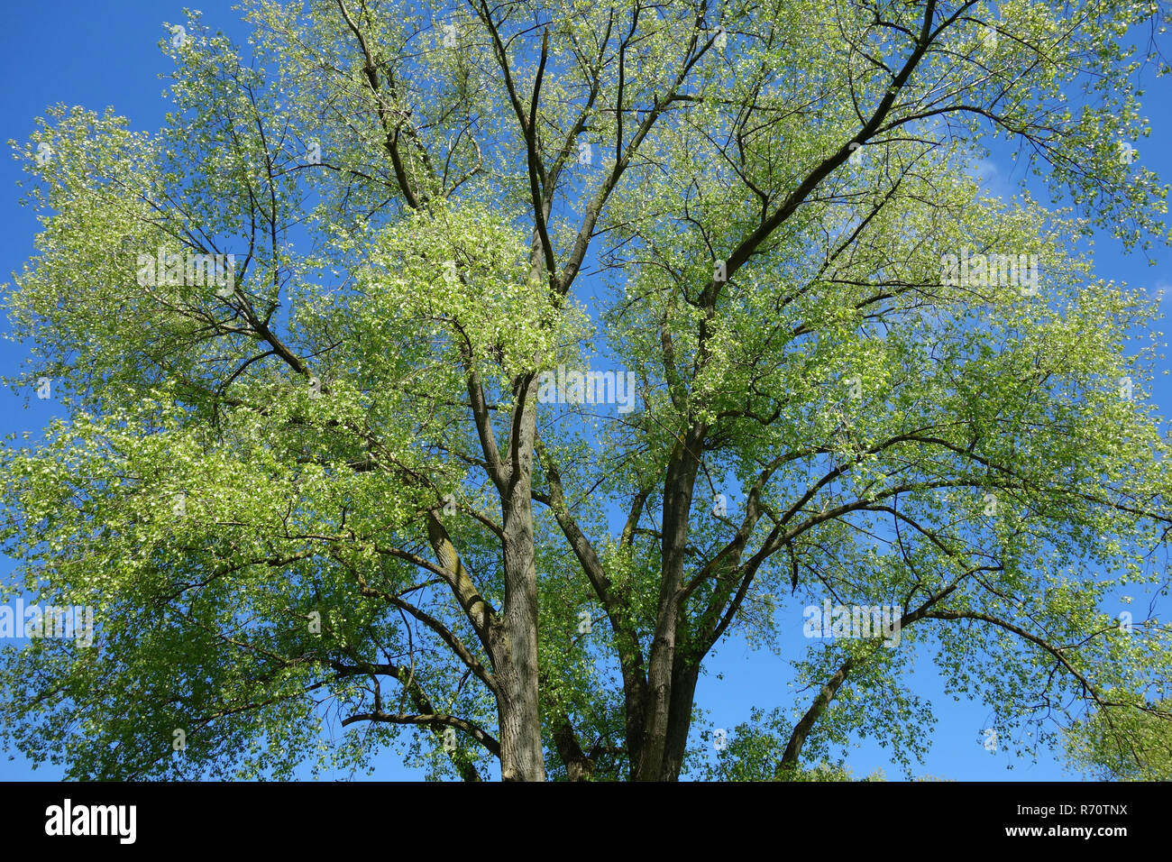 Bumkrone di willow in primavera Foto Stock