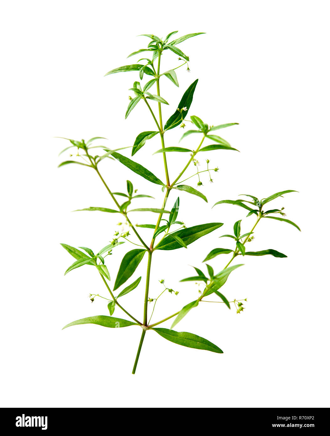 Hedyotis diffusa anche noto come fiore bianco lingua di serpente erba è un tipo di erba utilizzata nella medicina tradizionale cinese, isolato su sfondo bianco. Foto Stock