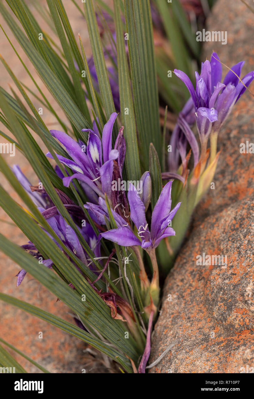 Un fiore di babbuino, Babiana framesii cresce in una crepa di pietra, in fiore a Matjiesfontein, Nieuwoudtville, Western Cape, Sud Africa. Foto Stock