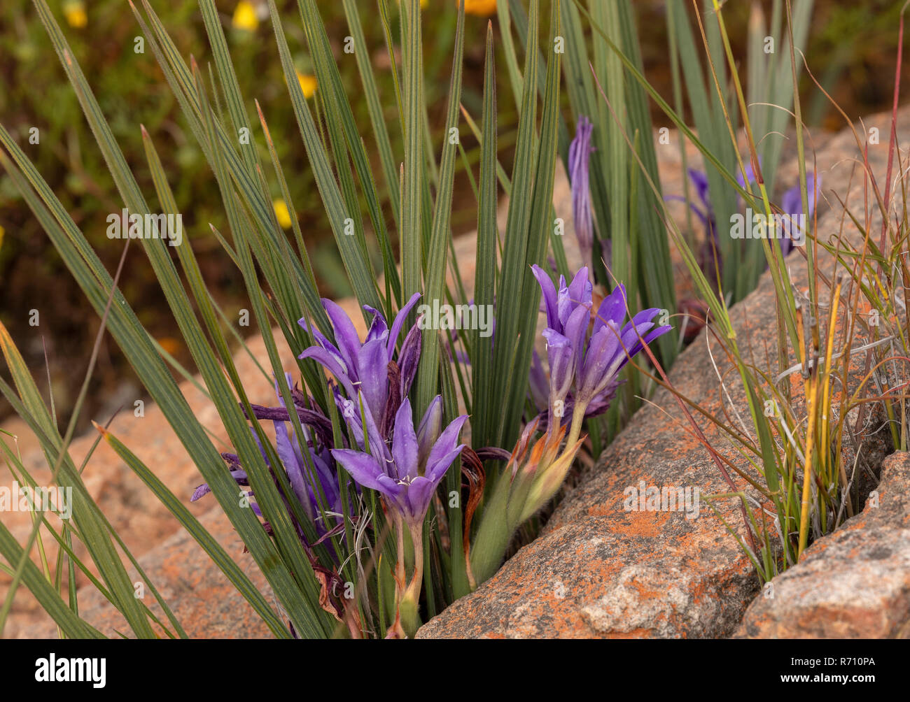 Un fiore di babbuino, Babiana framesii cresce in una crepa di pietra, in fiore a Matjiesfontein, Nieuwoudtville, Western Cape, Sud Africa. Foto Stock