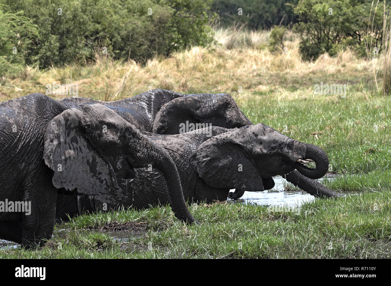 Elephant group tenendo bagno e bere a waterhole in Chobe National Park, Botswana Foto Stock