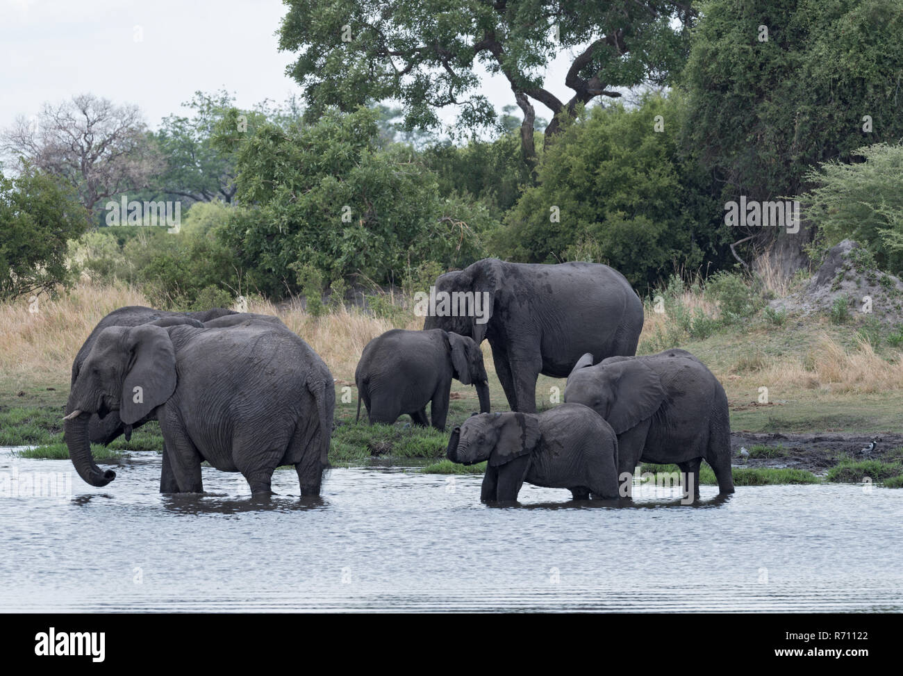 Elephant group tenendo bagno e bere a waterhole in Chobe National Park, Botswana Foto Stock