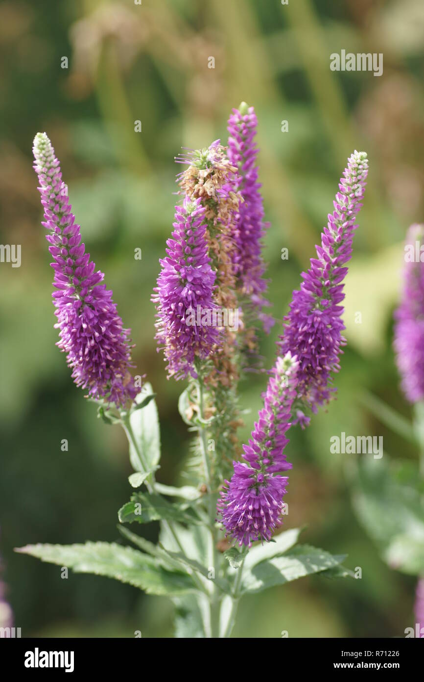 Veronica spicata "Rosso atomico' Foto Stock