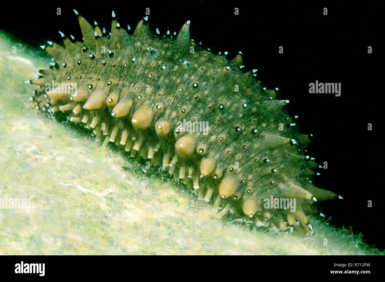 Pungenti giapponese cetriolo marittimo o giapponesi mare cetriolo (Apostichopus japonicus), mare del Giappone, Primorsky Krai, Federazione russa Foto Stock