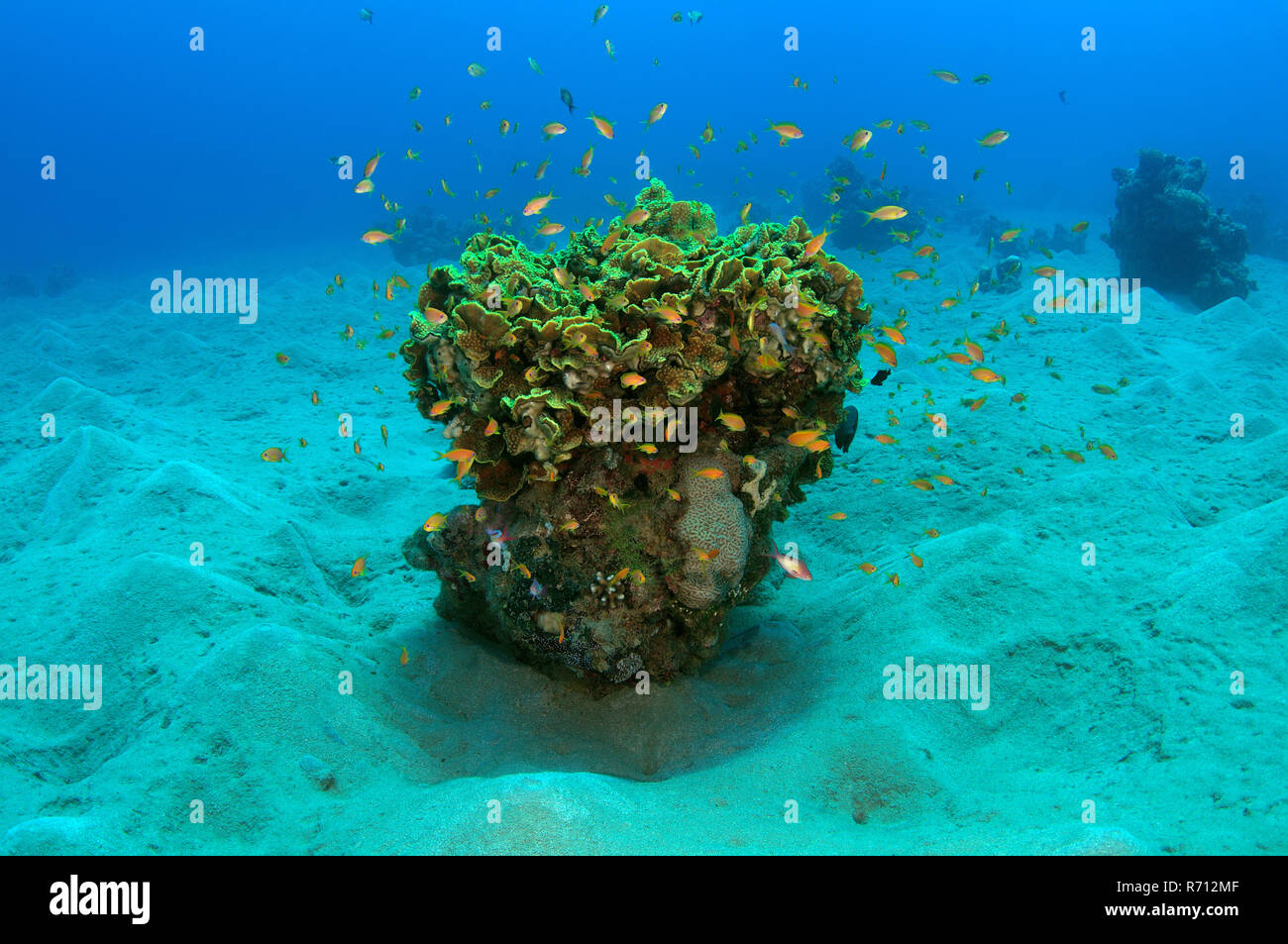Corallo unico sul fondale sabbioso, Mar Rosso, Abu Dabab, Egitto Foto Stock