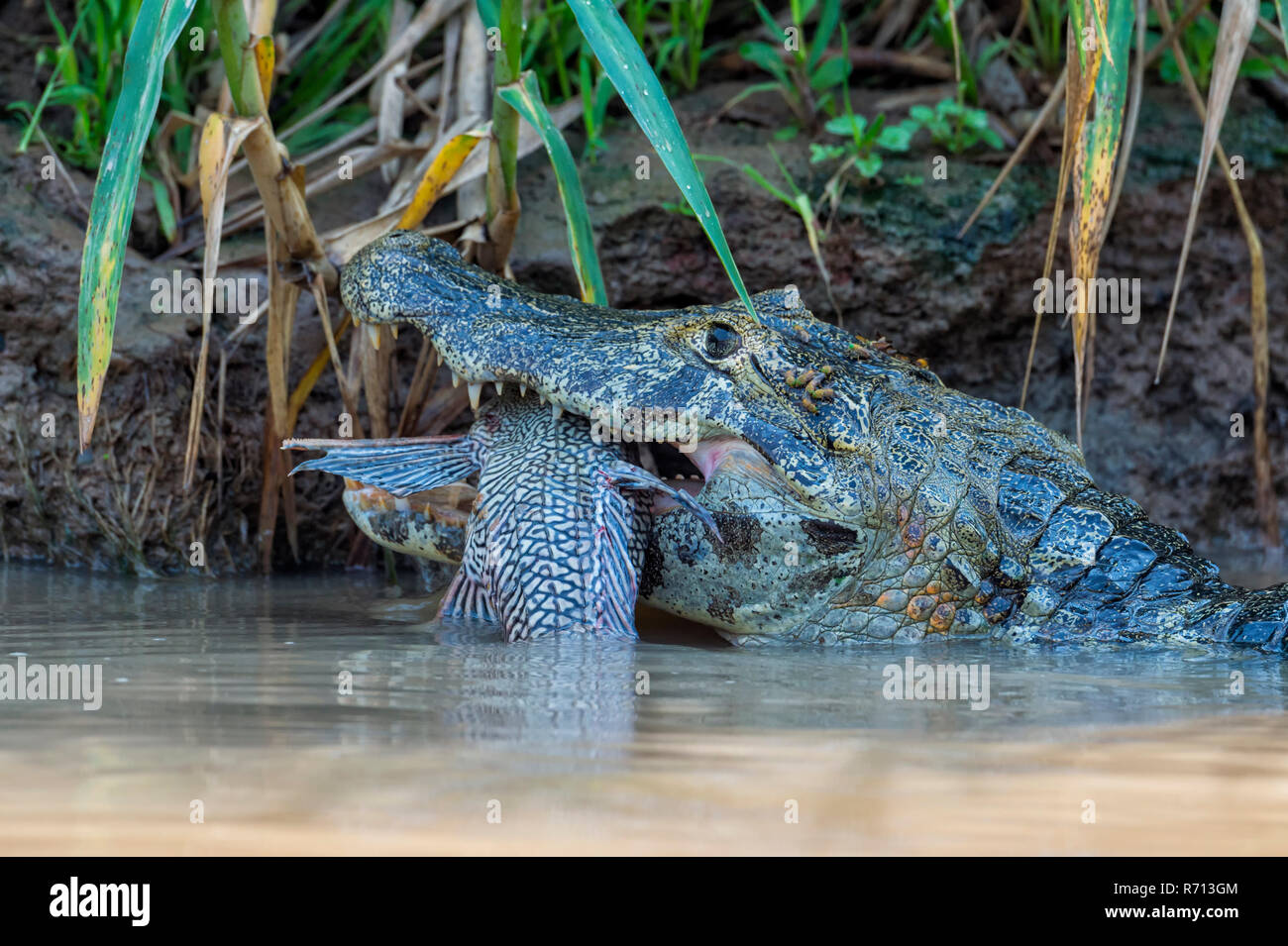 Caimano Yacare (yacare Caimano) divorando un pesce, Cuiaba river, Pantanal, Brasile Foto Stock