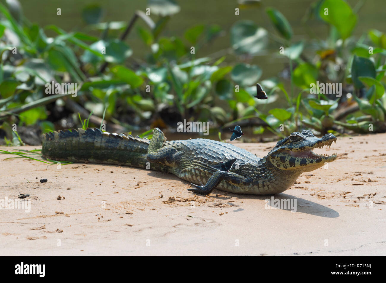 Giovani Caimano Yacare (yacare Caimano) con volare farfalle sui sandbank, Cuiaba river, Pantanal, Brasile Foto Stock