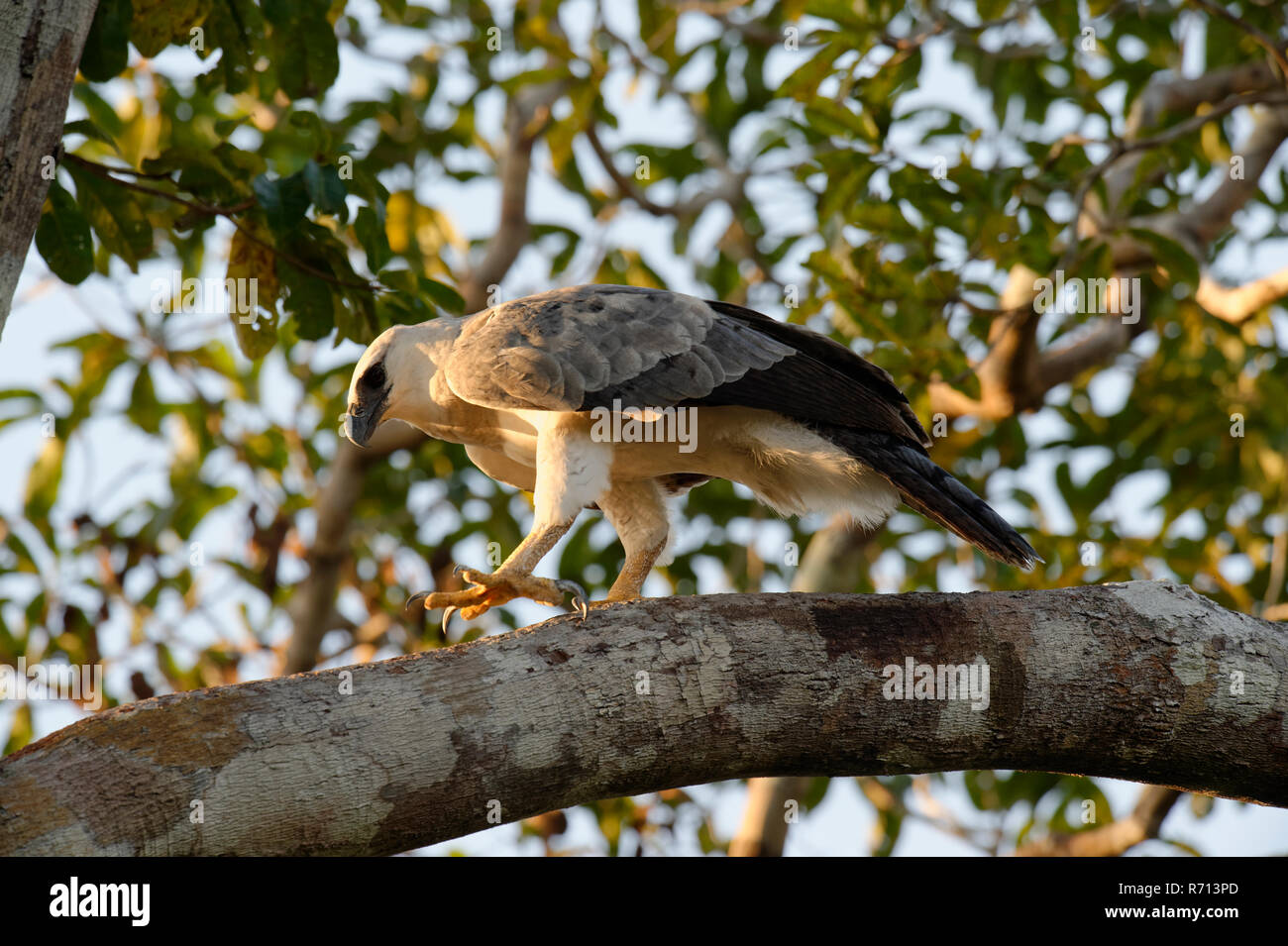 Arpia Aquila (Harpia harpyia), capretti, 15 mesi, appollaiato su un ramo, Amazon, Brasile Foto Stock