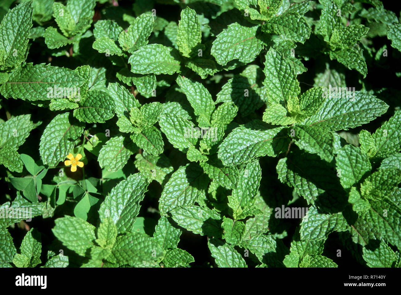 Spezie, salute, menta pudina (Mentha arvense) crescente a base di erbe erbe medicina ayurvedica Foto Stock