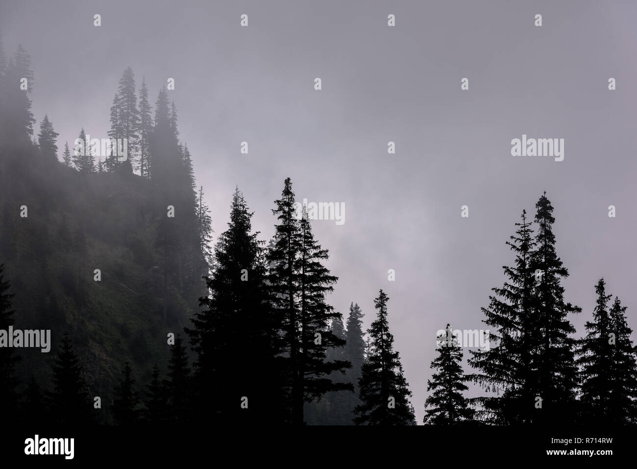 Alta montagna paesaggio alberi di pentecoste silhouette nei Carpazi Meridionali della Romania. La nebbia paesaggio di montagna. Foto Stock