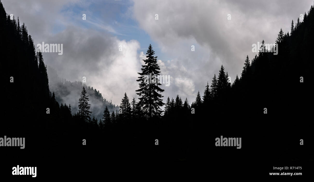 Alta montagna paesaggio alberi di pentecoste silhouette nei Carpazi Meridionali della Romania. La nebbia paesaggio di montagna. Foto Stock