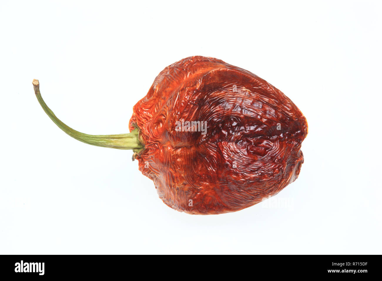 Essiccato Bhut-Jolokia- o Naga Jolokia peperoncino il peperoncino più in voga nel mondo, 2006 Guinness World Records Foto Stock